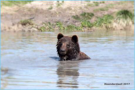 Cooling down bear