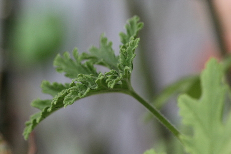Citroenplant blad