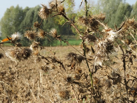 Distels in de herst