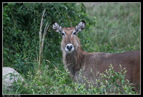 Defassa waterbuck