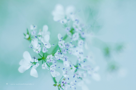 Flowers of the coriander, bloempjes van de koriander II