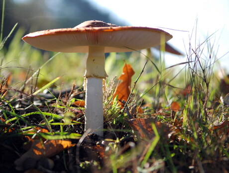 Amanita ruescens (Parelamaniet)