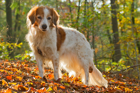 Kooikerhondje in de herfst