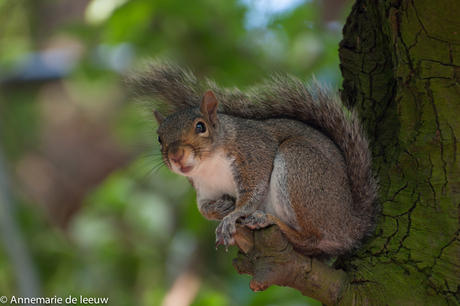 chipmunk