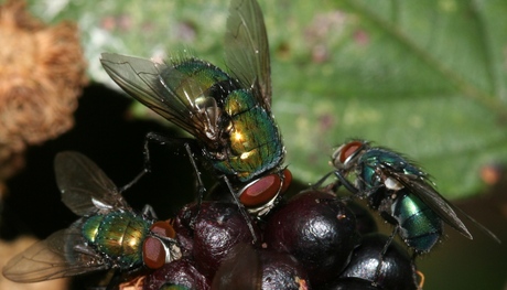 Groene vleesvlieg