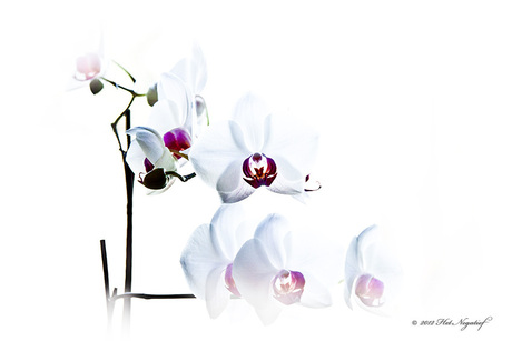 De Orchidee