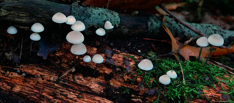 de lampjes aangezet in het bos