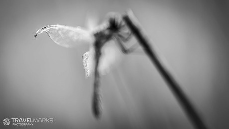 Macrofotografie libelle