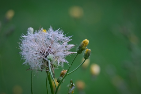 Eenzame paardenbloem