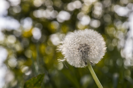 Uitgebloeide paardenbloem