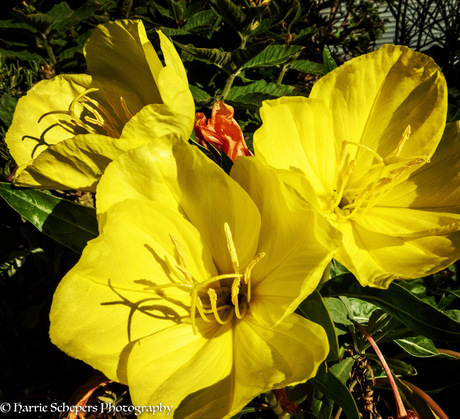 Yellow flowerpower
