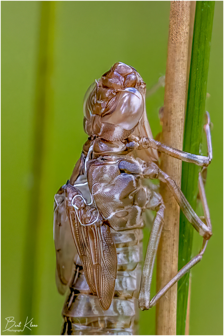 Libelle larve..