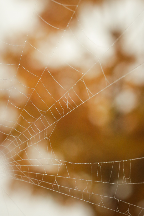Spinnenweb met dauw