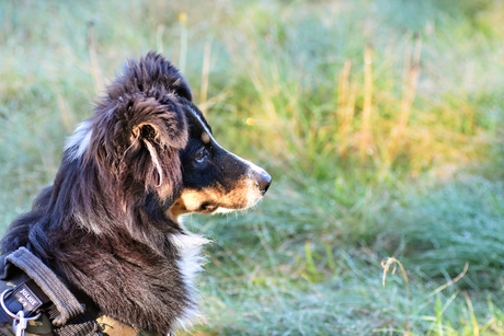 Bella (Autralian Shepherd)