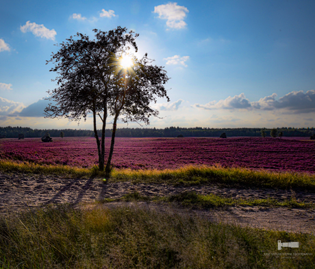 Bloeiende heide 