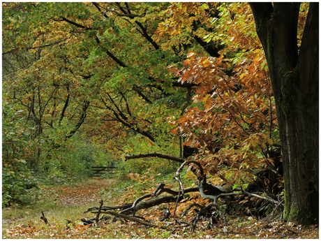 De kleurrijke herfst