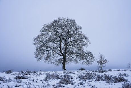 Boom in winter landschap