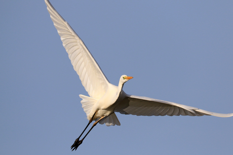 Zilverreiger