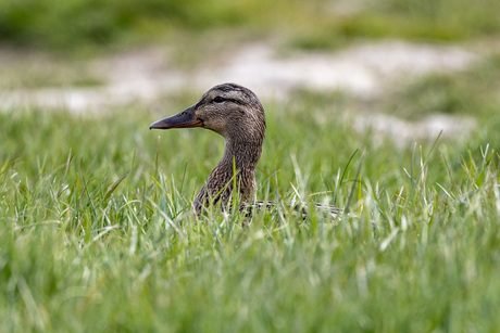 Wilde eend in het gras