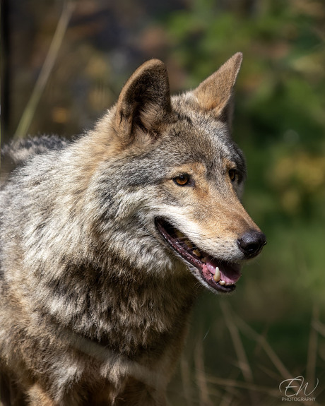 Europese wolf (zwarte woud)