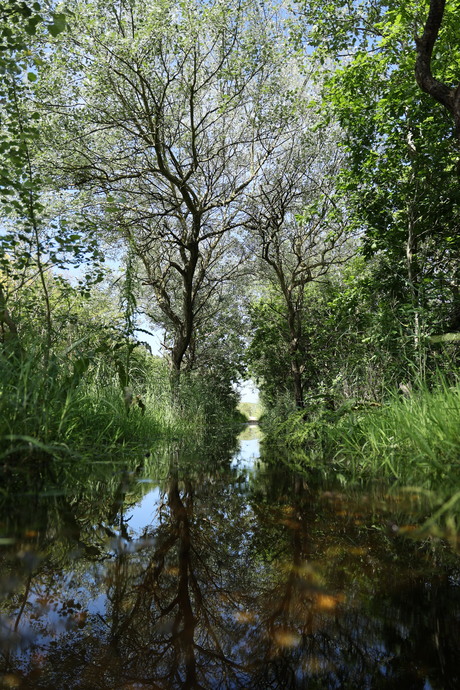 Spiegellaantje