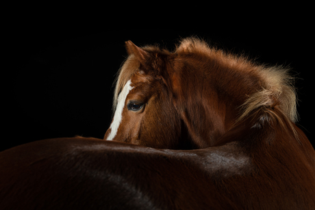 Lucky, Welsh Pony