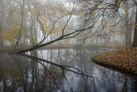 Mist in het bos