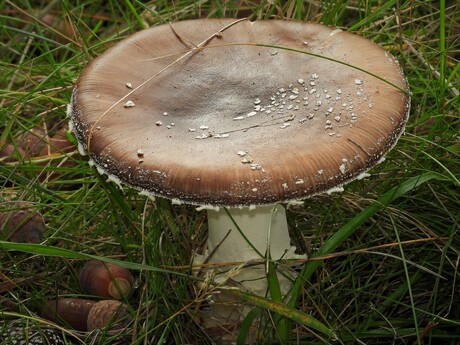 Grote bruine paddenstoel met witte rand