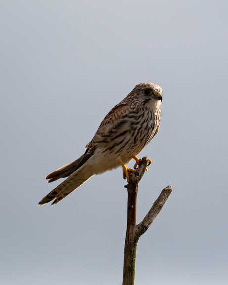 Kestrel