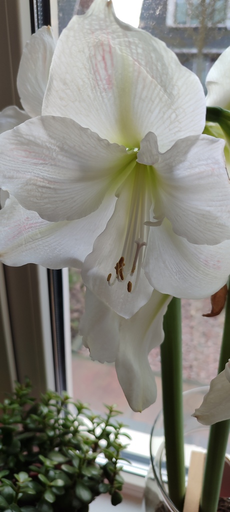 amaryllis