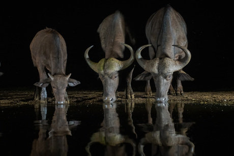 Afrikaanse buffel bij de nachtelijke drinkplaats 