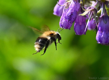 Hommel