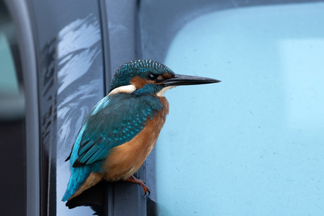 IJsvogel