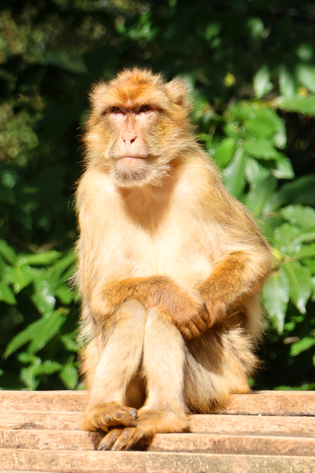 Berberaap Portret