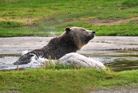 Bear Splash