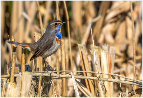 Blauwborst.