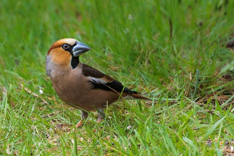 appelvink
