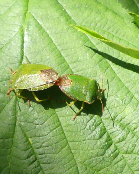 Groene schildwants