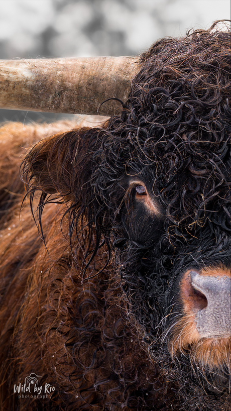 Portret Schotse stier