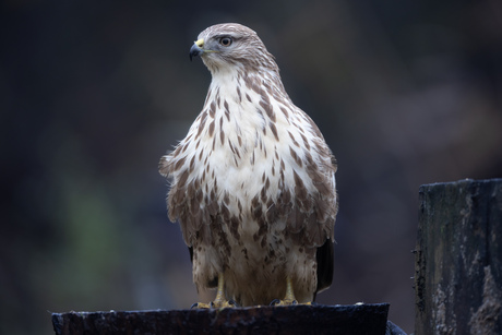 Buizerd