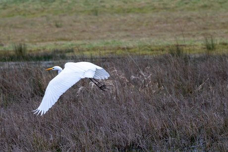 Grote zilverreiger stijgt op