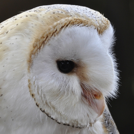 Barn Owl.