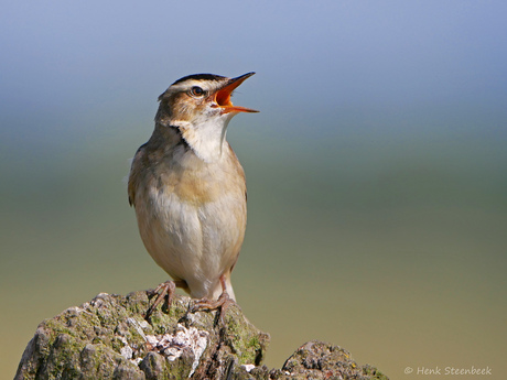Rierzanger in de polder
