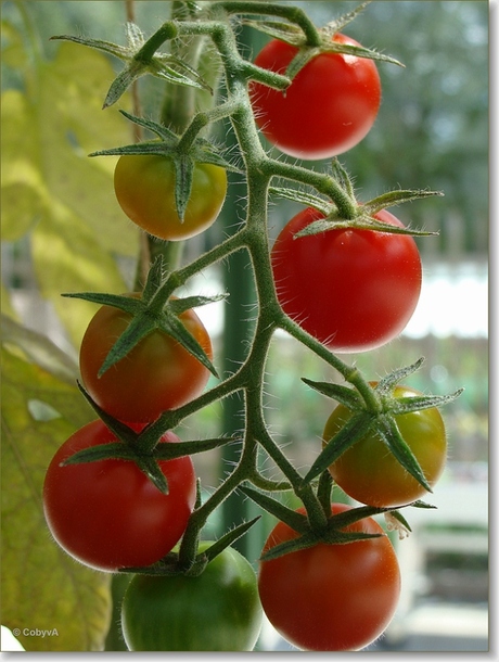 gezonde tomaatjes