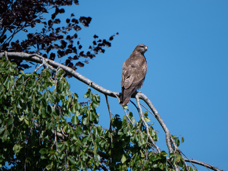 Buizerd