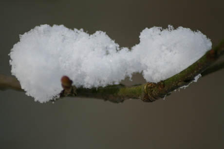 Sneeuw op takje