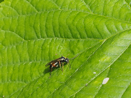 Aglaostigma fulvipes (Bladwesp)