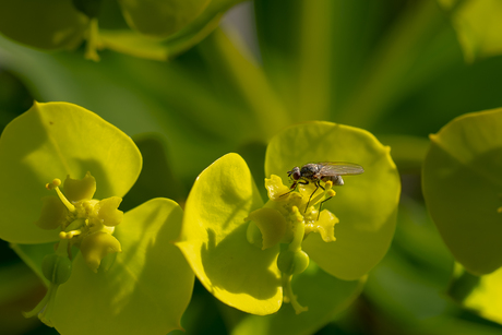 Macro Voorjaarsbloemen