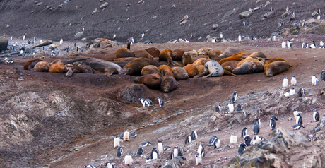 wildernis-op-Antarctica