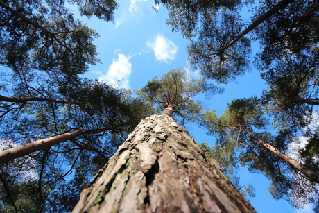 Hoge bomen